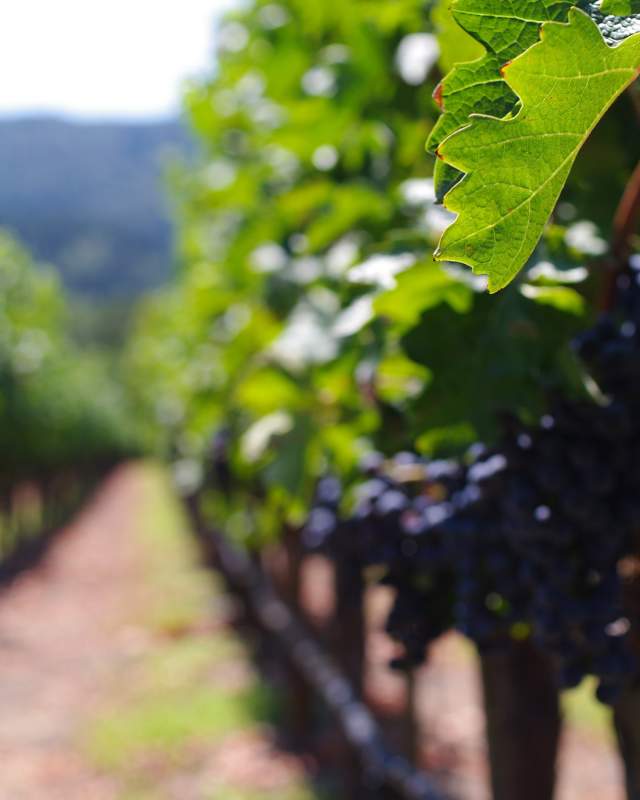 Napa Valley